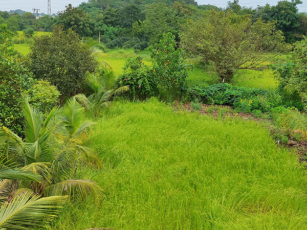 VijayaVishnu Farmhouse Palghar for Family Group near Manor, Mumbai, Thane, Palghar weekend Gatways Picnic Spot